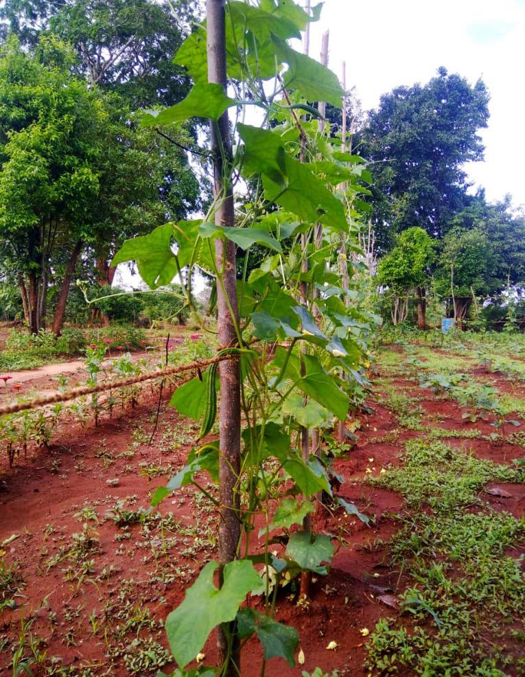 Moni Farm House Wilpattu Nochchiyagama Eksteriør billede