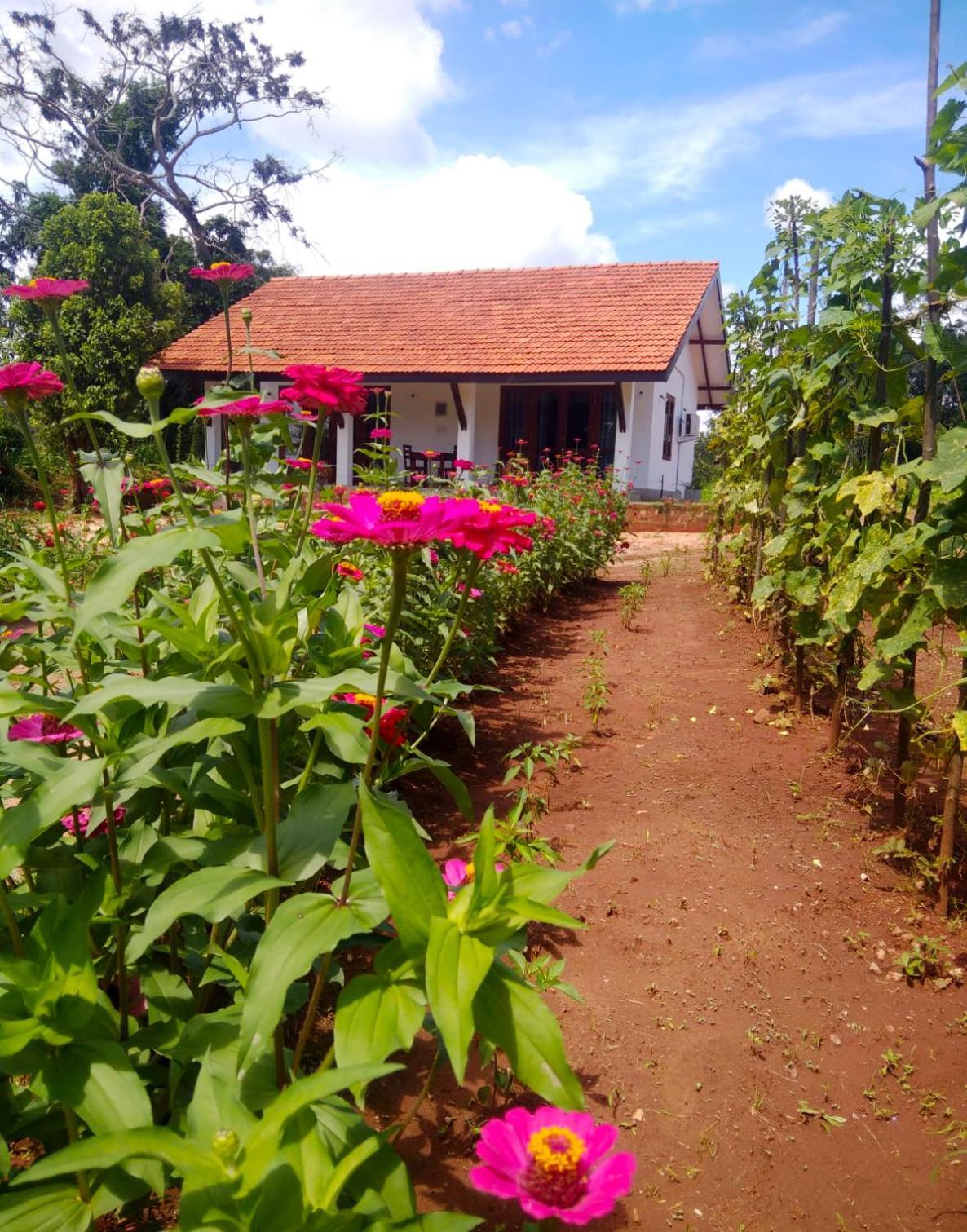Moni Farm House Wilpattu Nochchiyagama Eksteriør billede
