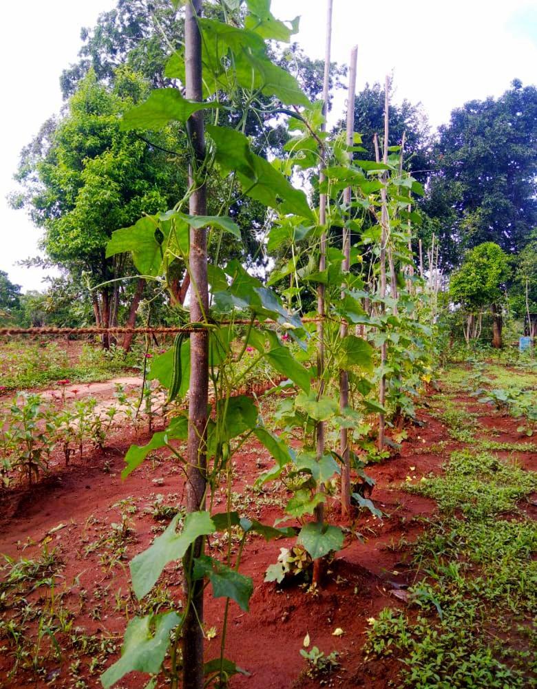 Moni Farm House Wilpattu Nochchiyagama Eksteriør billede