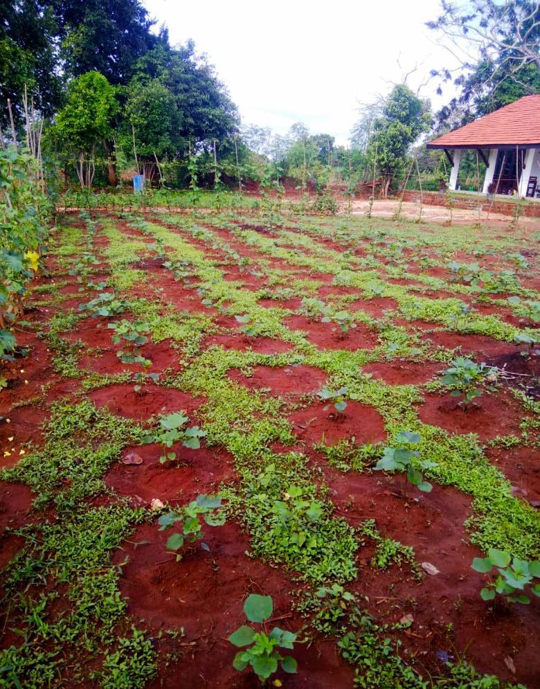 Moni Farm House Wilpattu Nochchiyagama Eksteriør billede