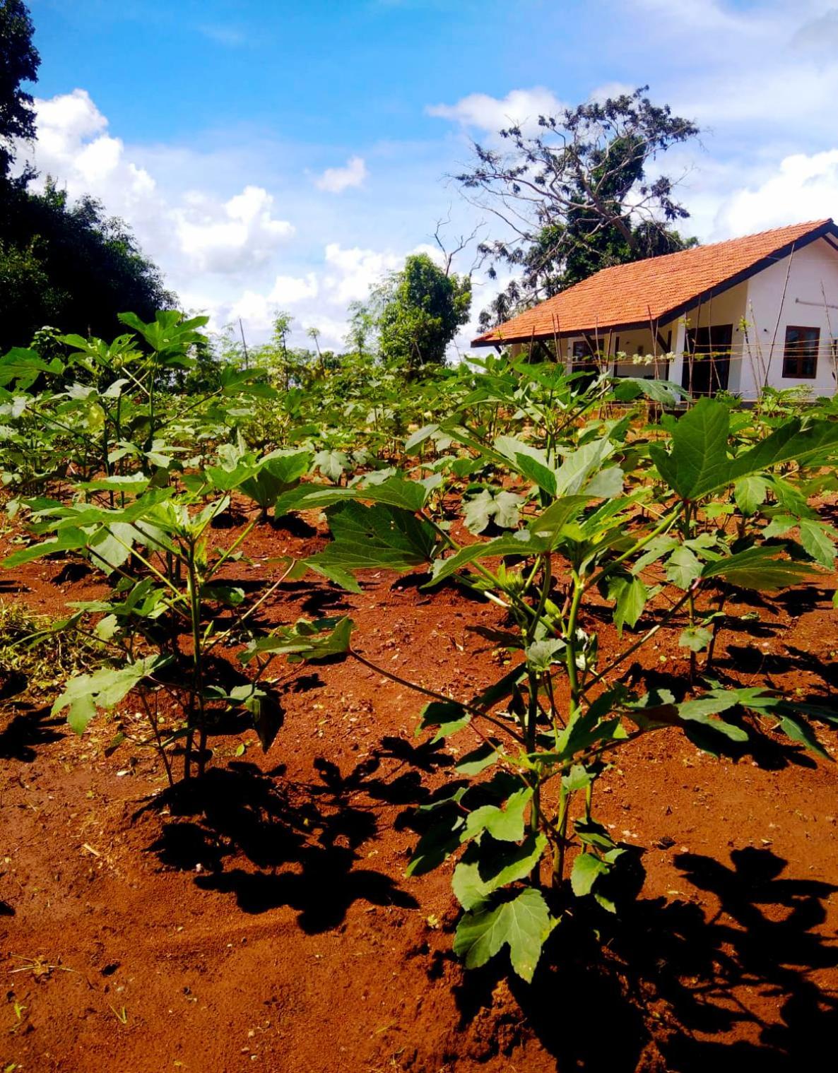 Moni Farm House Wilpattu Nochchiyagama Eksteriør billede