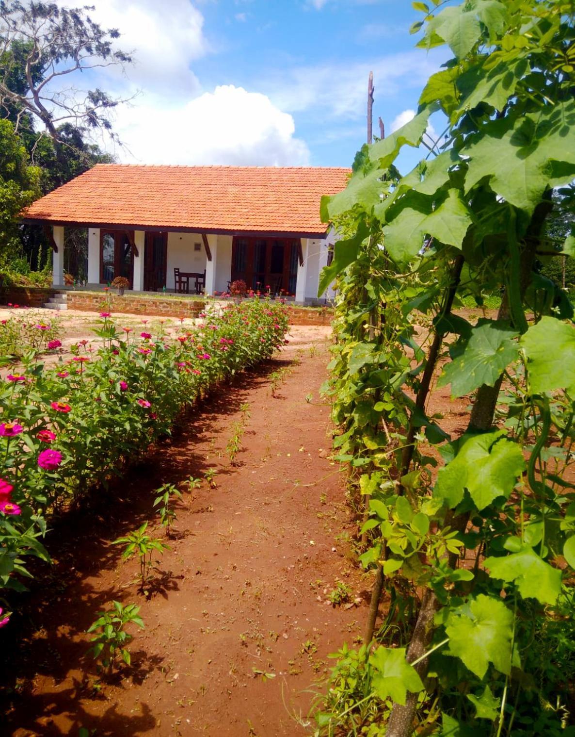 Moni Farm House Wilpattu Nochchiyagama Eksteriør billede
